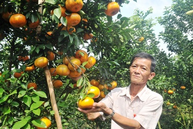 Cận Tết, quýt hồng Lai Vung tăng giá vùn vụt