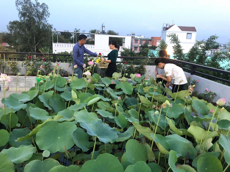 Doanh nhân 7x đào ao trồng sen đẹp hút hồn trên sân thượng 400m2 ở Sài Gòn - 1 Doanh nhân 7x đào ao trồng sen đẹp hút hồn trên sân thượng 400m2 ở Sài Gòn - 1