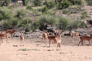 Chiêm ngưỡng pha săn linh dương “siêu tốc” của báo đốm
