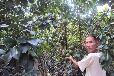 Về xã muốn bỏ... 100% cây lúa