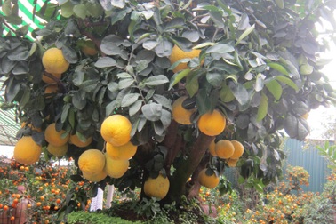 Ngắm cây bưởi Diễn thế “ngũ phúc” hơn 30 năm tuổi