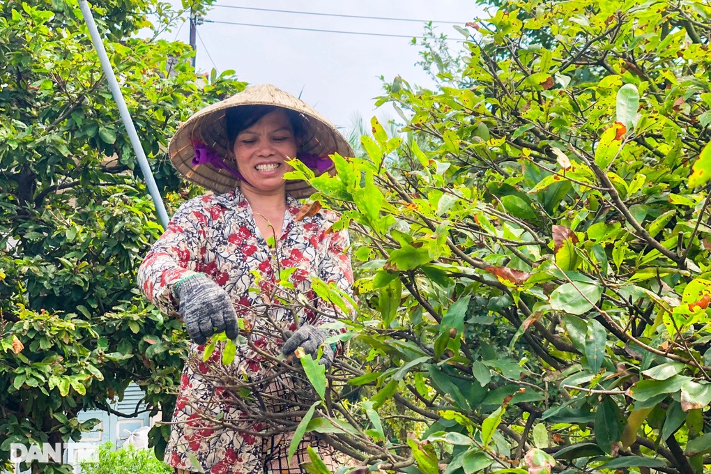 Làng mai lớn nhất miền Tây trầm lắng lạ thường những ngày giáp Tết - 1 Làng mai lớn nhất miền Tây trầm lắng lạ thường những ngày giáp Tết - 1