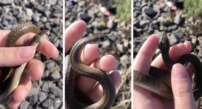 La niña de 11 años sostuvo la serpiente en su mano porque pensó que era una serpiente no venenosa (Foto cortada del clip).