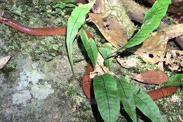 Cận cảnh một cá thể rắn sọc đốm đỏ tại Việt Nam