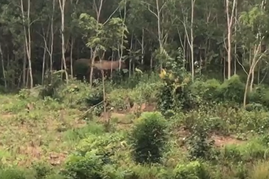 Voi rừng về phá rẫy kiếm thức ăn, đuổi cả người dân