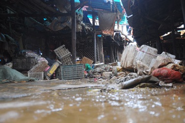 “Thủ phạm” gây lũ lớn: Trồng cao su tràn lan bị tình nghi