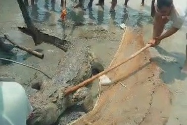 Cá sấu khổng lồ cắn chết thiếu niên 14 tuổi bị người dân vây bắt