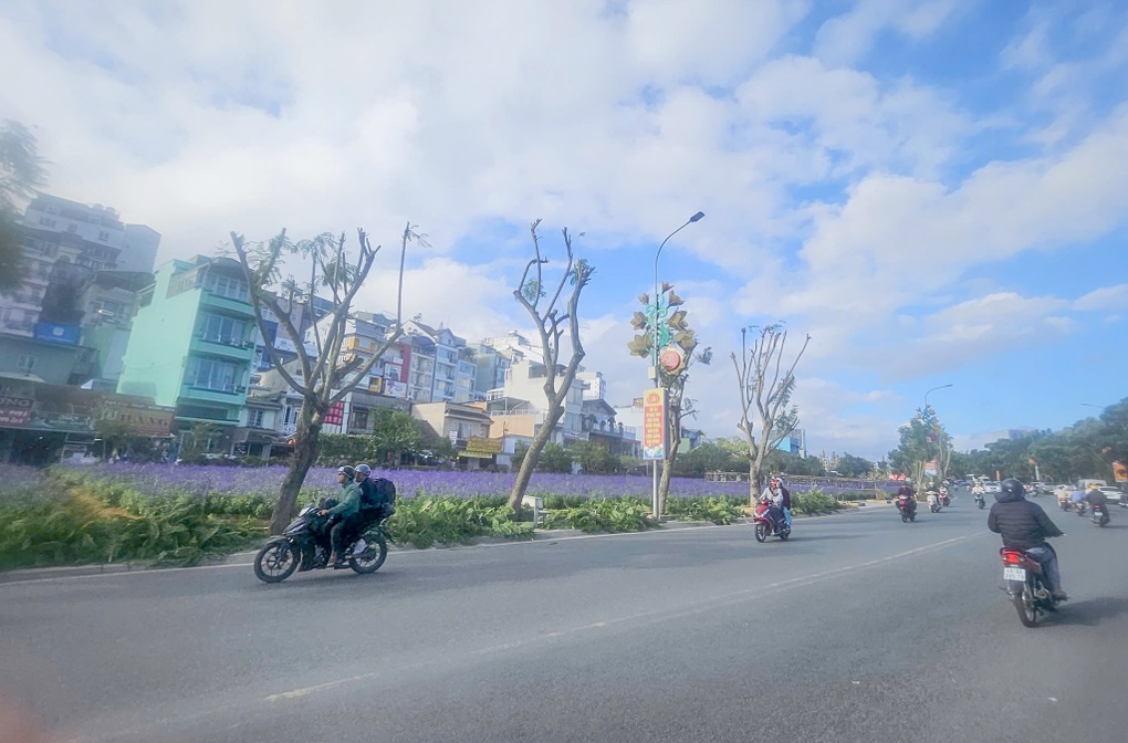 Hàng phượng tím gần chợ Đà Lạt bị cắt trụi cành - 1