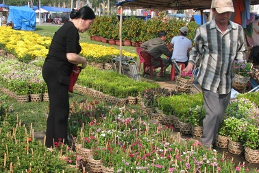 Mai, quất vắng người mua, hoa rẻ tiền hút khách