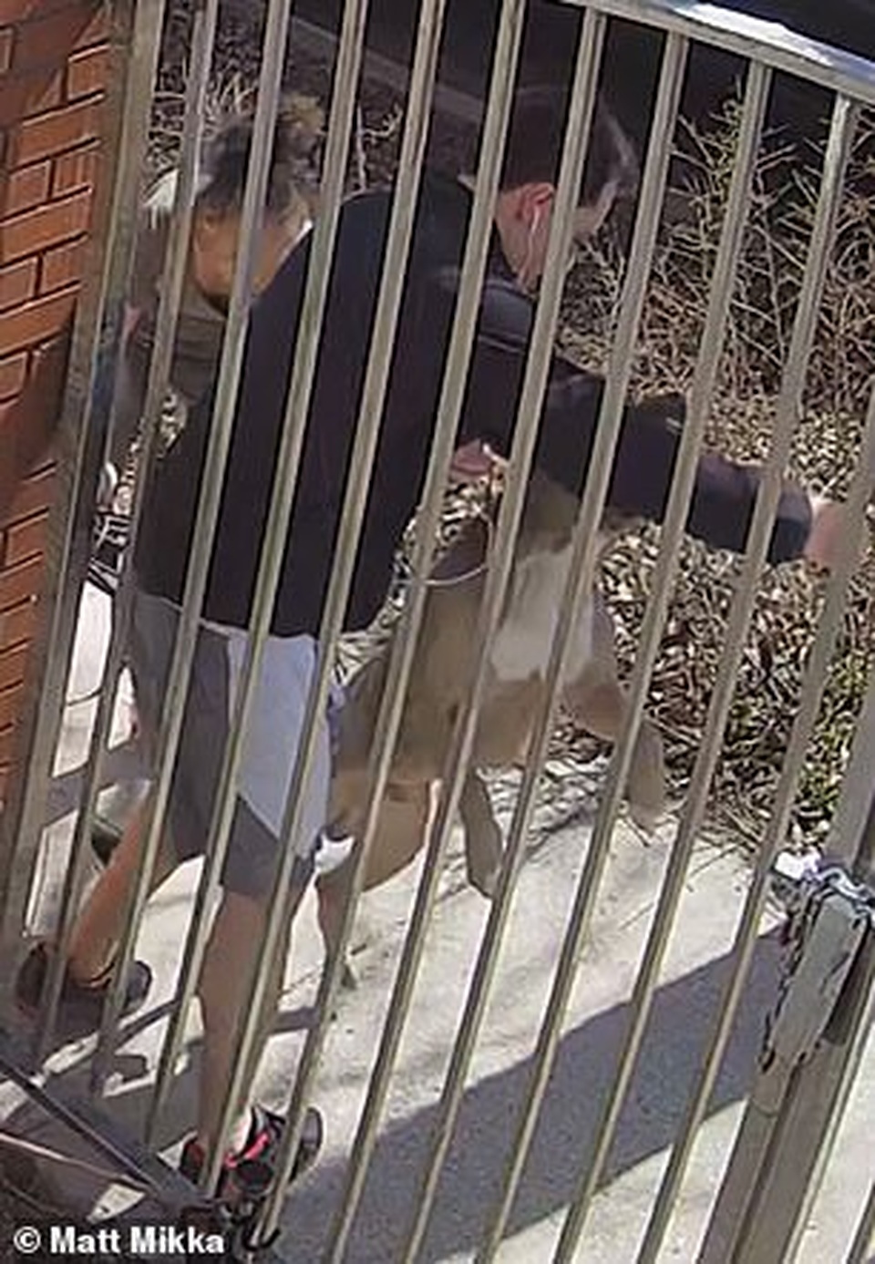 Clip: Đang chạy thể dục thì bị chó đuổi, người đàn ông bất đắc dĩ trèo rào - 2 Clip: Đang chạy thể dục thì bị chó đuổi, người đàn ông bất đắc dĩ trèo rào - 2