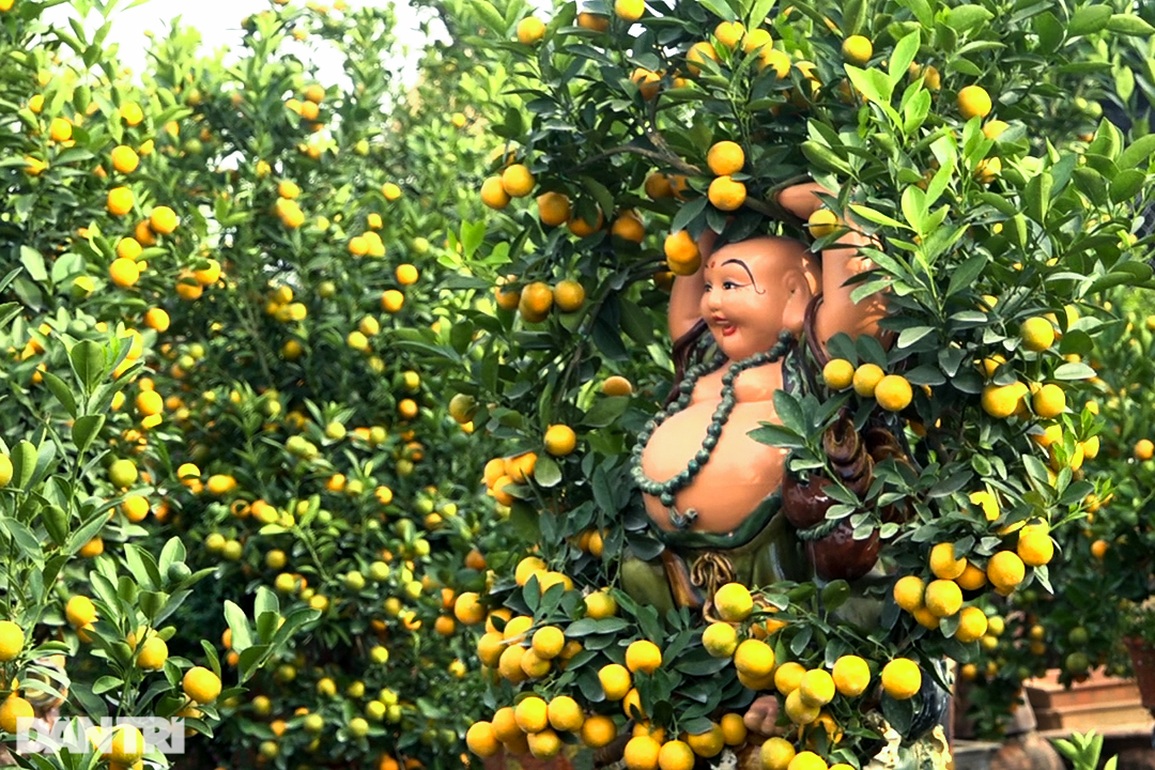 Ngại dịch bùng, người Hà Nội lặn lội vào tận vườn mua cây cảnh chơi Tết sớm - 1 Ngại dịch bùng, người Hà Nội lặn lội vào tận vườn mua cây cảnh chơi Tết sớm - 1