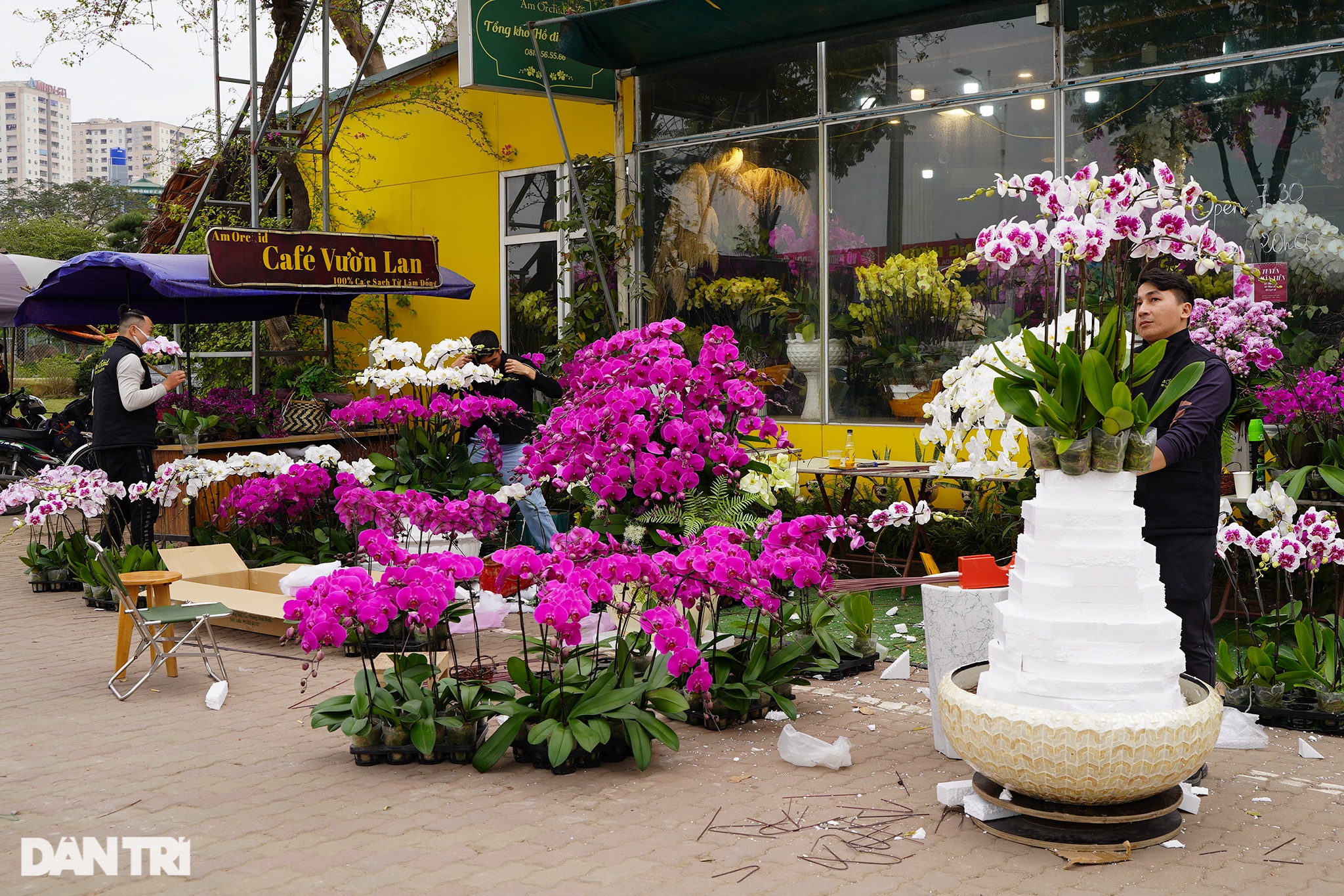 Lan hồ điệp khủng ở Đà Lạt giá hàng trăm triệu xuống phố Hà Nội - 1 Lan hồ điệp khủng ở Đà Lạt giá hàng trăm triệu xuống phố Hà Nội - 1
