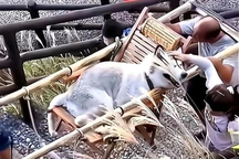 Thuê người cõng chó cưng lên núi ngắm cảnh, cô gái hứng đủ lời chỉ trích