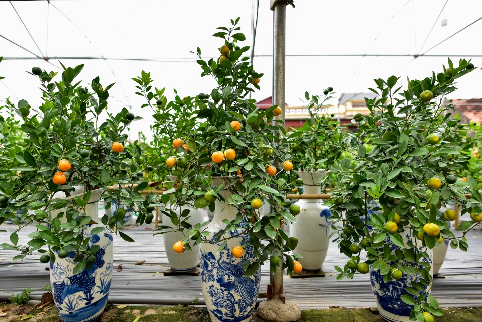 Quất hồ lô hết thời, giảm giá mạnh vẫn vắng khách - 2 Quất hồ lô hết thời, giảm giá mạnh vẫn vắng khách - 2