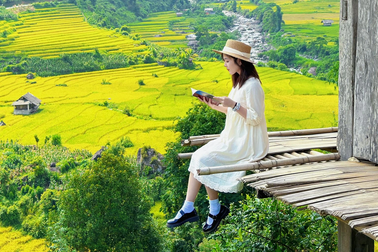 Ruộng bậc thang chín vàng đẹp như tranh "say lòng" du khách đến Sa Pa