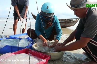 "Vàng trắng" sứa biển vào mùa