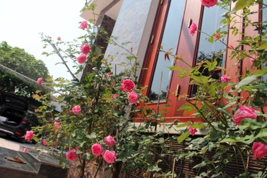 Mê mẩn vườn hồng tuyệt đẹp của ông chủ thầu xây dựng