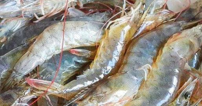 Hầu hết chúng ta đang bảo quản tôm tươi bằng tủ lạnh sai cách - Ảnh 1. Hầu hết chúng ta đang bảo quản tôm tươi bằng tủ lạnh sai cách - Ảnh 1.
