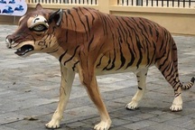 Bình chọn "hoa hậu hổ" hài hước: Hổ ngờ nghệch và "hổ linh cẩu" tranh ngôi