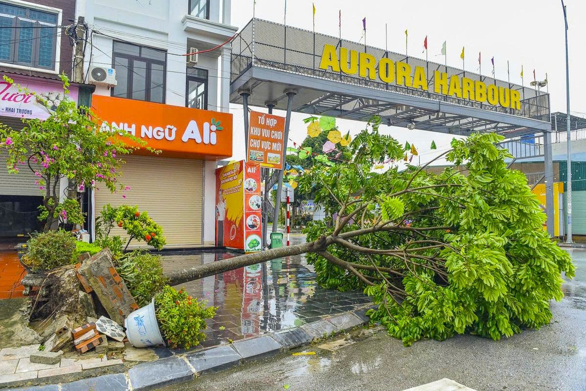 Cây xanh ngã đổ sau khi bão Wipha quét qua Thanh Hóa - 11 Cây xanh ngã đổ sau khi bão Wipha quét qua Thanh Hóa - 11