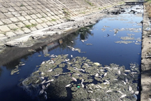 Xả nước thải ra kênh, công ty sản xuất phân bón ở Long An bị phạt