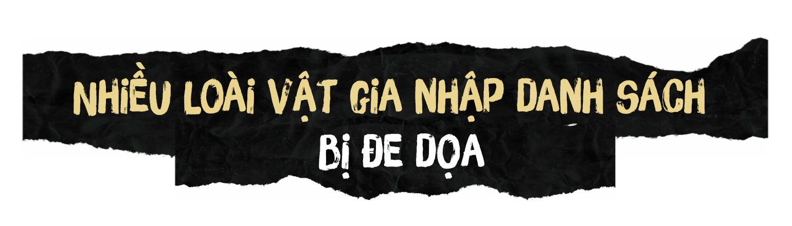 Động vật đang dần biến mất, chúng ta có thể làm gì để cứu vãn? - 5 Động vật đang dần biến mất, chúng ta có thể làm gì để cứu vãn? - 5