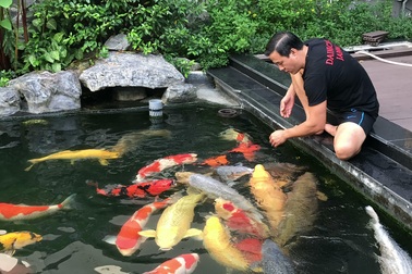 Tận mắt đàn cá Koi bạc tỷ “độc” nhất Việt Nam của đại gia Sài Gòn