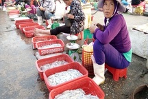 Dân sợ cá nhiễm độc, ngư trường ảm đạm, tiểu thương lao đao