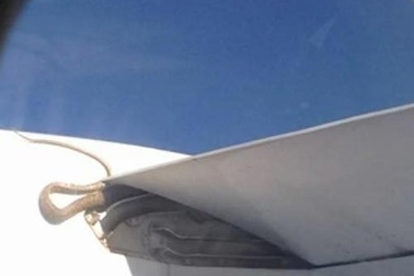 Trăn bám trên cánh máy bay suốt 2 tiếng