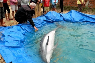 Cá heo tấp vào bờ biển Quảng Nam