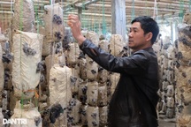 Trồng loại cây 30 ngày thu hoạch, nông dân mát tay thu lãi