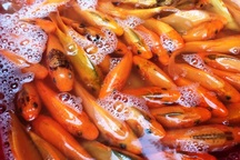 "Loạn" giá bán cá chép ngày đưa ông Công, ông Táo