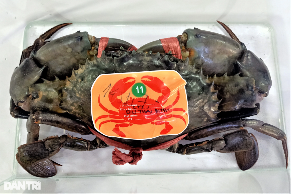 Cận cảnh con cua lớn nhất Cà Mau được đội vương miện như vua - 4 Cận cảnh con cua lớn nhất Cà Mau được đội vương miện như vua - 4