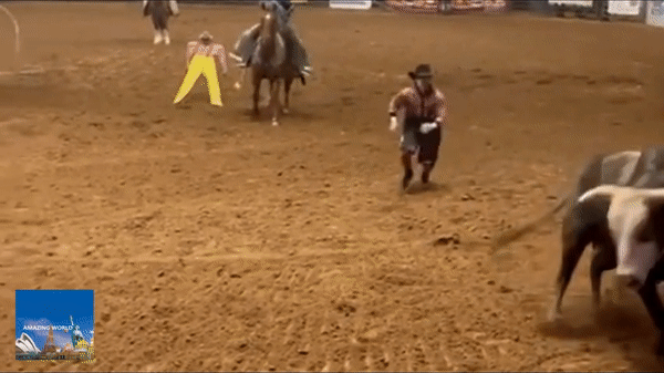 Thót tim cảnh ông bố lấy thân che chắn cho con khỏi bị bò tót húc - 2 Thót tim cảnh ông bố lấy thân che chắn cho con khỏi bị bò tót húc - 2