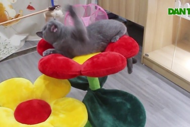 Chi nửa triệu đồng/ngày cho chó, mèo đi nghỉ dưỡng ở khách sạn dịp Tết