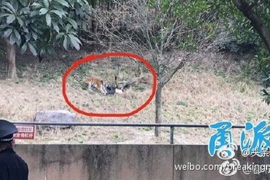 Hổ dữ cắn chết du khách trong vườn thú ở Trung Quốc