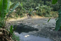 Chủ trang trại lợn không phép, xả thải ra môi trường bị xử phạt