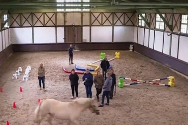 Pháp: Các công sở dùng ngựa tạo động lực làm việc