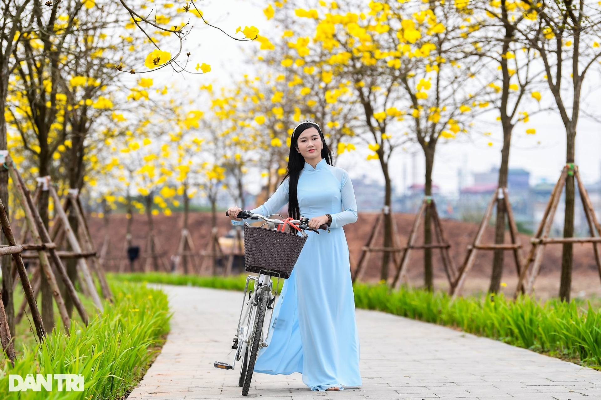 Cung đường hoa vàng nổi nhất Hà Nội thu hút đông người chụp ảnh, check-in - 9 Cung đường hoa vàng nổi nhất Hà Nội thu hút đông người chụp ảnh, check-in - 9