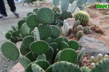 Lạc bước trong vườn xương rồng - "tọa độ check-in" mới của giới trẻ Hà Nội