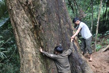 Ngắm báu vật gần 500 năm tuổi từng "thoát chết", được bảo vệ đặc biệt