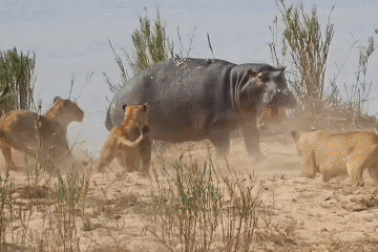 Hà mã tấn công bầy sư tử