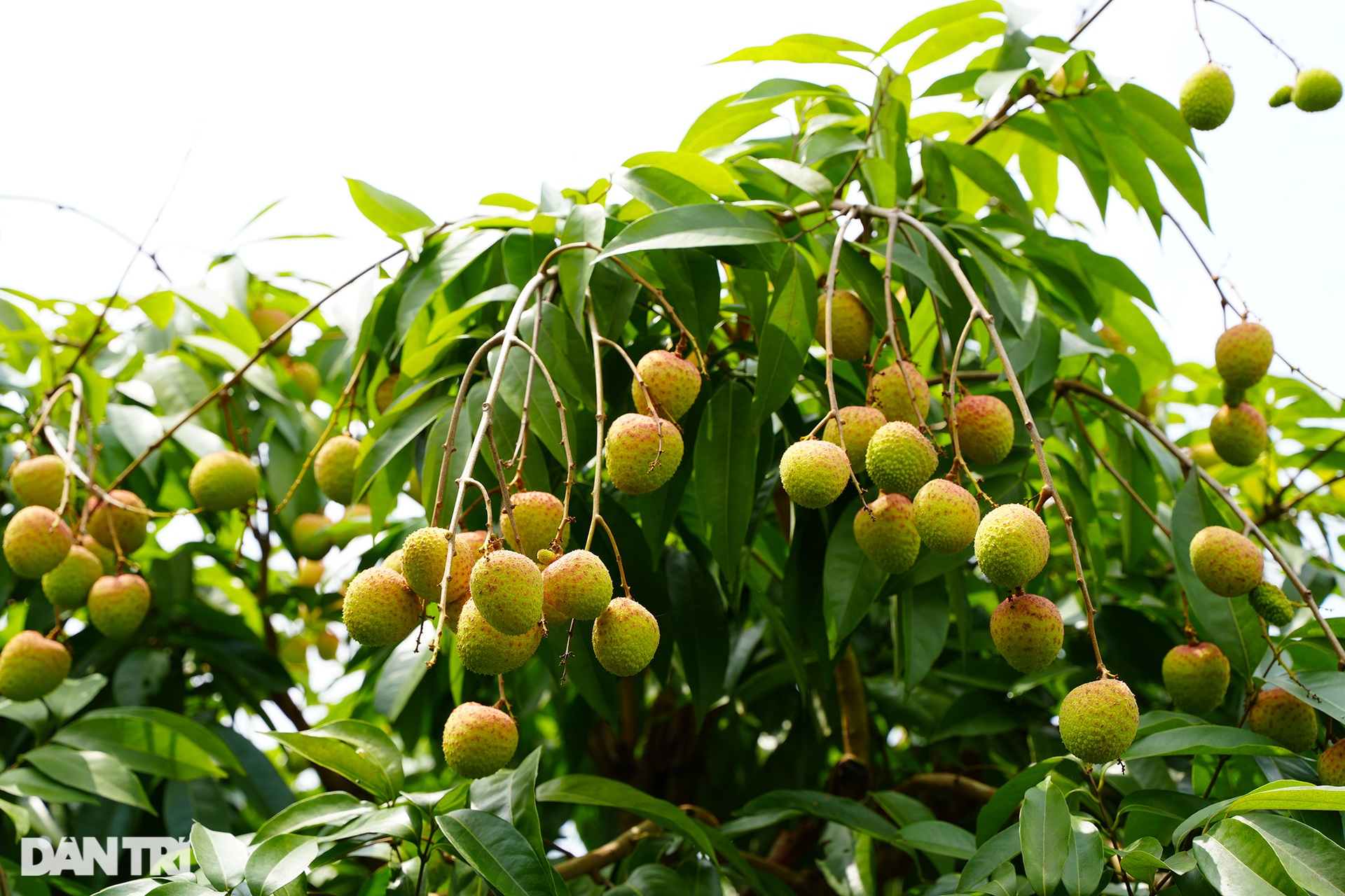 Thủ phủ vải sớm Tân Yên được mùa, người dân phấn khởi thu hoạch - 3 Thủ phủ vải sớm Tân Yên được mùa, người dân phấn khởi thu hoạch - 3