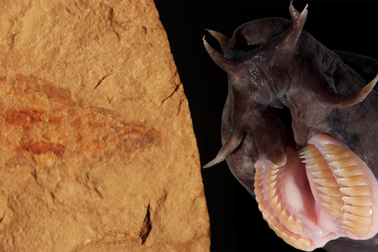 Phát hiện hoá thạch loài cá mù 100 triệu năm tuổi cực hiếm