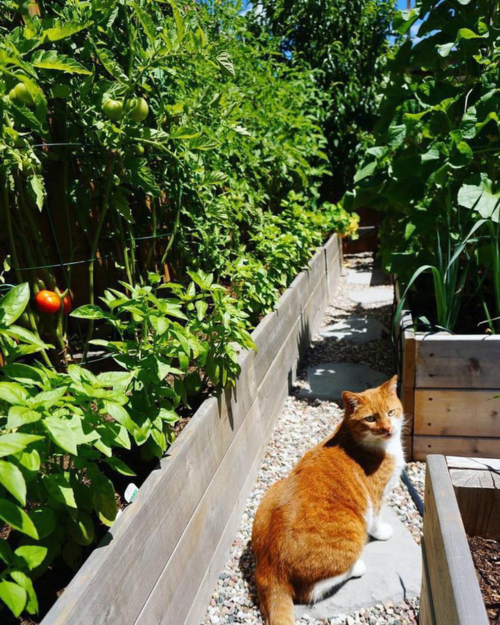 Stress vì công việc, chàng trai lột xác sân thành vườn rau sạch - 5