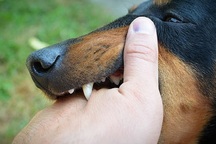 Bị chó cắn nhưng không đi tiêm phòng, hai người đàn ông tử vong thương tâm