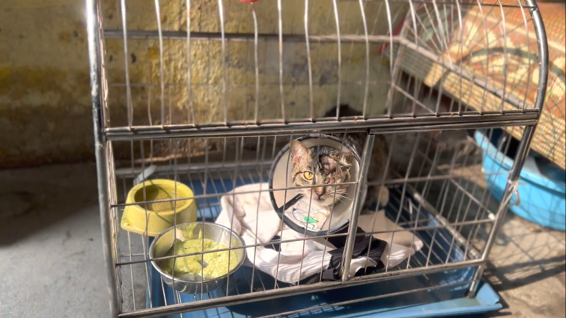 Chuyện cảm động của biệt đội cứu hộ chó mèo đặc biệt ở Hà Nội - 2 Chuyện cảm động của biệt đội cứu hộ chó mèo đặc biệt ở Hà Nội - 2