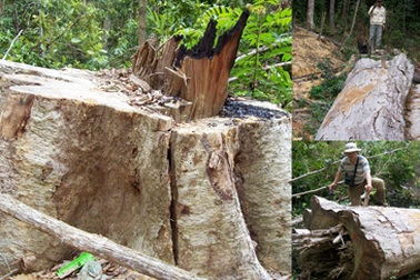 Phá rừng phòng hộ để khai thác vàng