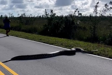 Rợn người hình ảnh trăn khổng lồ trườn qua đường