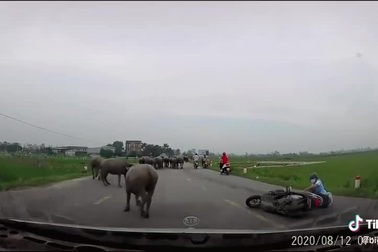 Trâu thả rông gây tai nạn - Ai là người chịu trách nhiệm?